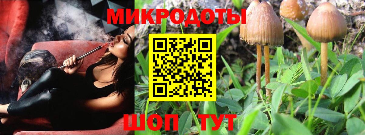 Галлюциногенные грибы Psilocybe Тамбов